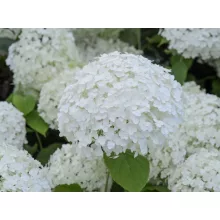 Cserjés hortenzia - Hydrangea arborescens Annabelle