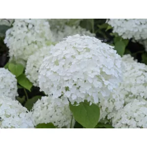 Cserjés hortenzia - Hydrangea arborescens Annabelle