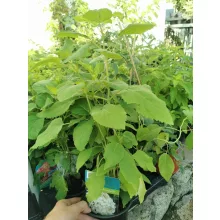 Cserjés hortenzia - Hydrangea arborescens Annabelle