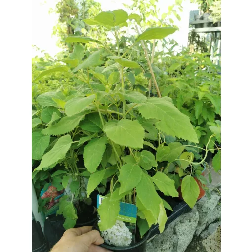 Cserjés hortenzia - Hydrangea arborescens Annabelle