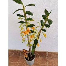 Dendrobium noblie Firebird