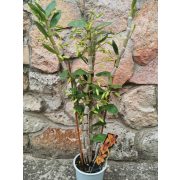 Dendrobium noblie 'Firebird'