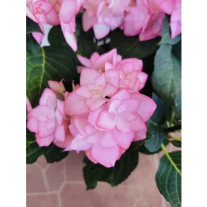 Hortenzia - Hydrangea Fay Roze