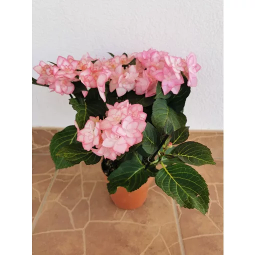 Hortenzia - Hydrangea Fay Roze