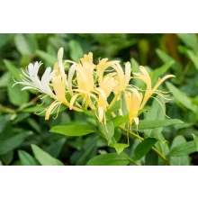 Japán lonc - Lonicera Halliana