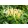 Japán lonc - Lonicera Halliana