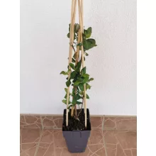 Japán lonc - Lonicera Halliana