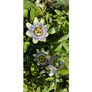 Passiflora caeruela - Télálló golgotavirág