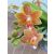 Phalaenopsis Artisto Modern (Table Masterpiece)