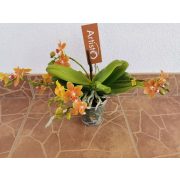 Phalaenopsis 'Artisto Modern' (Table Masterpiece)