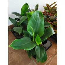 Philodendron Imperial Green