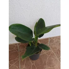 Philodendron Imperial Green