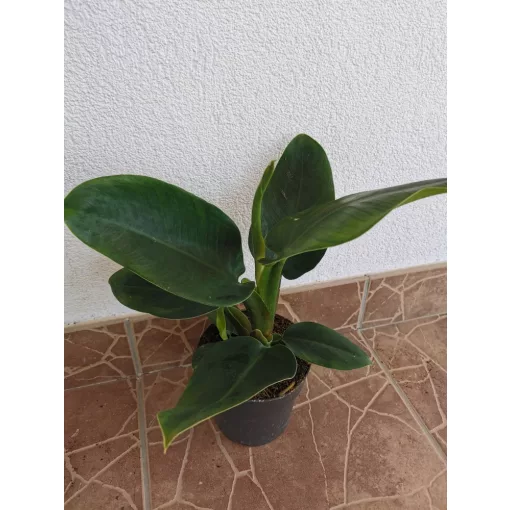 Philodendron Imperial Green