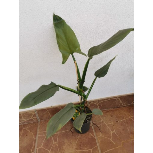Philodendron Silver Queen