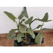 Philodendron 'Silver Queen'