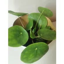 Pénzlevelű pilea - Pilea peperomioides