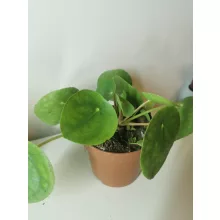 Pénzlevelű pilea - Pilea peperomioides