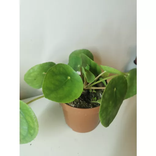 Pénzlevelű pilea - Pilea peperomioides