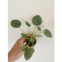Pénzlevelű pilea - Pilea peperomioides