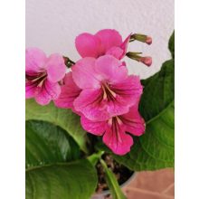 Fokföldi kankalin - Streptocarpus sp.