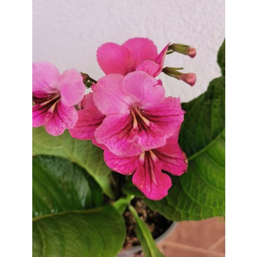 Fokföldi kankalin - Streptocarpus sp.