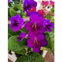 Fokföldi kankalin - Streptocarpus sp.