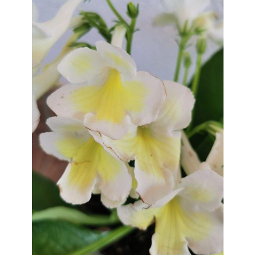 Fokföldi kankalin - Streptocarpus sp.