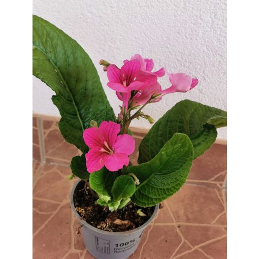 Fokföldi kankalin - Streptocarpus sp.