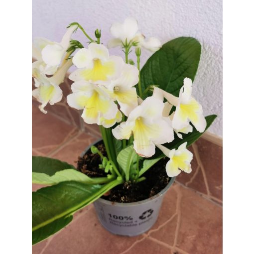 Fokföldi kankalin - Streptocarpus sp.