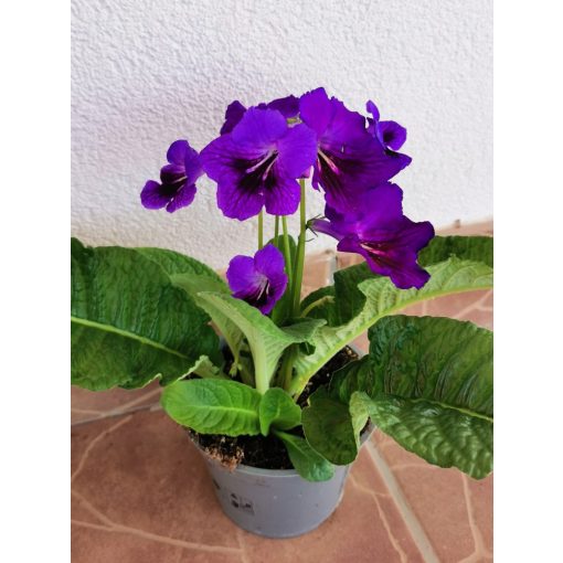 Fokföldi kankalin - Streptocarpus sp.
