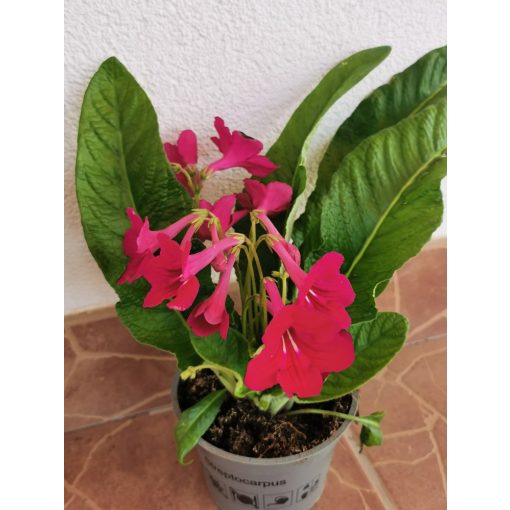 Fokföldi kankalin - Streptocarpus sp.