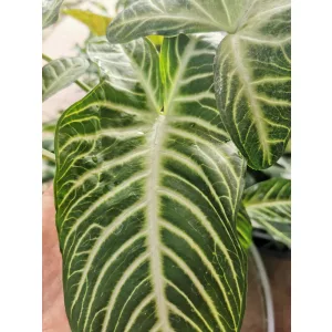 Xanthosoma lindenii Magnificum