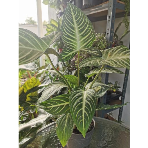 Xanthosoma lindenii Magnificum