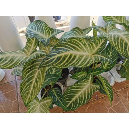 Xanthosoma lindenii Magnificum