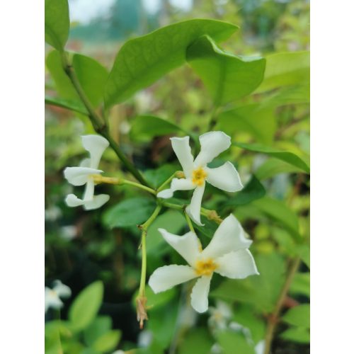 Csillagjázmin - Trachelospermum jasminoides 'Star of Toscane'