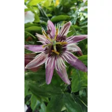 Passiflora caeruela Victoria (Violacea)  - Golgotavirág