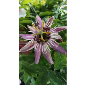 Passiflora caeruela Victoria (Violacea)  - Golgotavirág