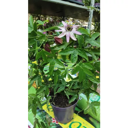 Passiflora caeruela Victoria (Violacea)  - Golgotavirág