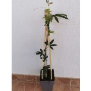 Golgotavirág - Passiflora caeruela 'Constance Elliot'