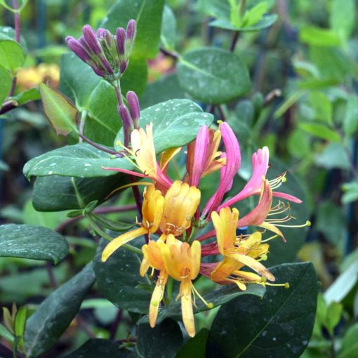 Japán lonc - Lonicera Goldflame