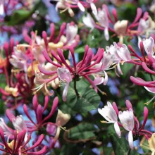 Japán lonc - Lonicera Belgica