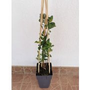 Japán lonc - Lonicera 'Belgica'