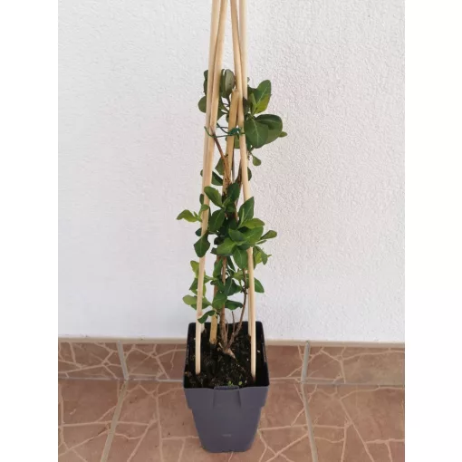 Japán lonc - Lonicera Belgica