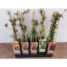 Japán lonc - Lonicera Belgica