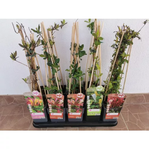 Japán lonc - Lonicera Belgica