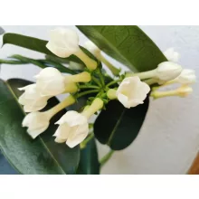 Koszorúfutóka - Stephanotis Fleur Parfume