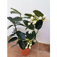 Koszorúfutóka - Stephanotis Fleur Parfume