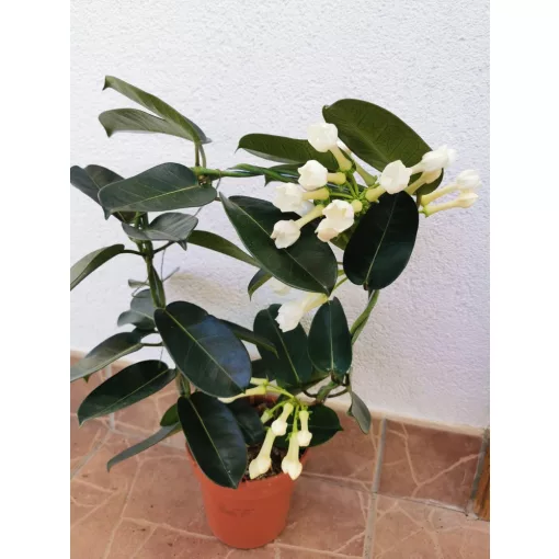 Koszorúfutóka - Stephanotis Fleur Parfume
