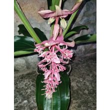 Medinilla magnifica