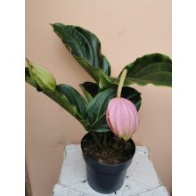 Medinilla magnifica